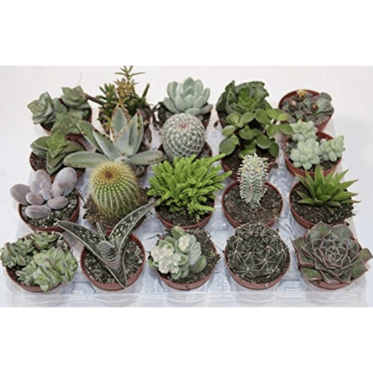 10 cactos naturais diferentes em vaso de 5 cm