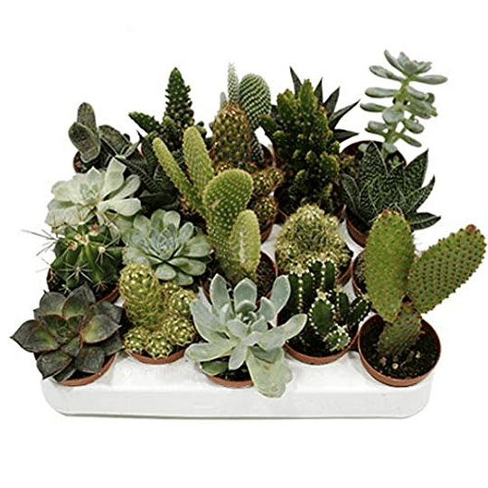 10 cactos naturais diferentes em vaso de 5 cm